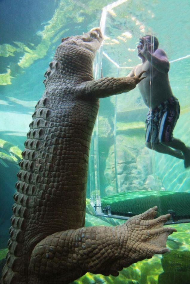 San Juan Pools created this holding tank for a alligator at Sea World. These animals are huge and dangerous, but our fiberglass pool technology easily keeps them at bay for a wonderful nature exihibit!